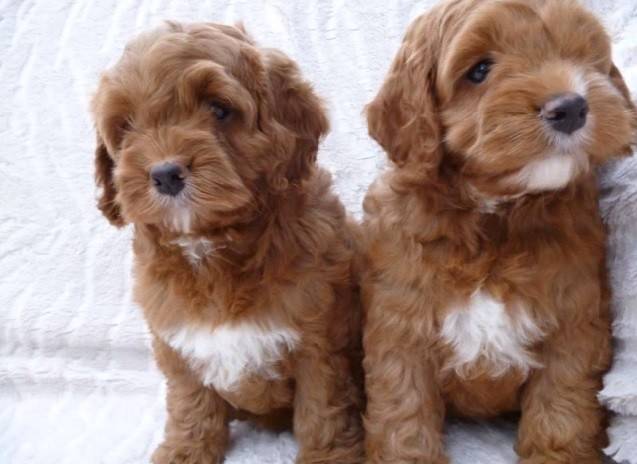 Cockapoo Puppies for Sale UK - Find a Breeder Near You