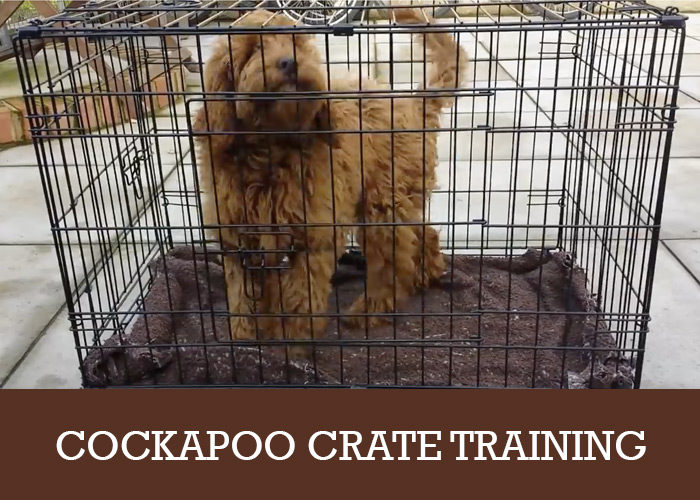 Cockapoo Crate Training - Should You Do it? - Cockapoo HQ