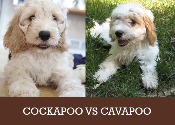 Cockapoo vs. Cavapoo: Making the Right Choice - Cockapoo HQ