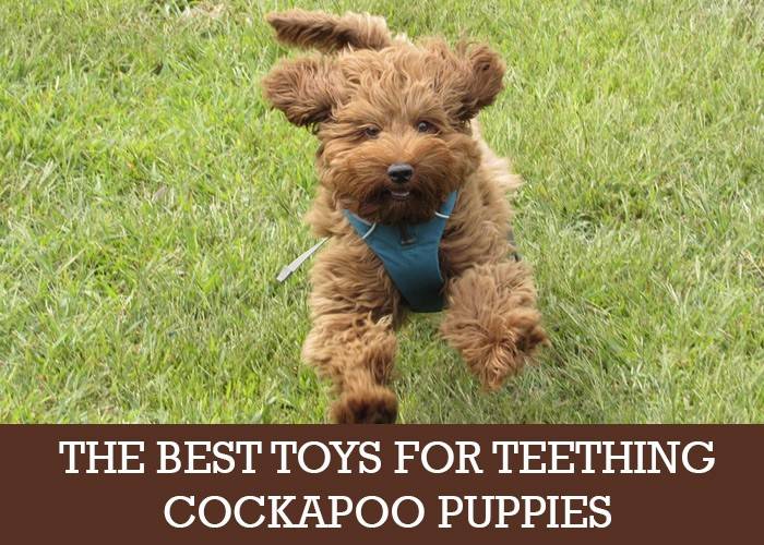 cockapoo soft toys