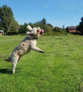 jumping cockapoo biting