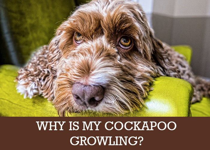 Cockapoo Growling and Biting (Adults and Puppies) Cockapoo HQ