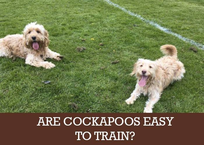 already trained cockapoo