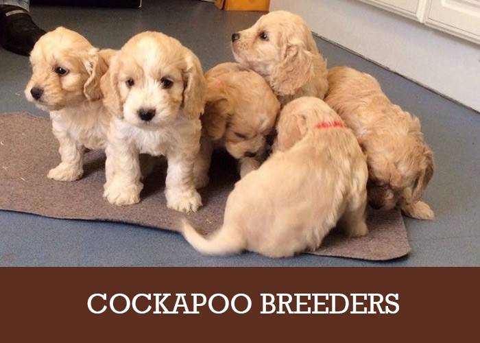 Cockapoo Breeders UK - A List Of Reputable Puppy Breeders