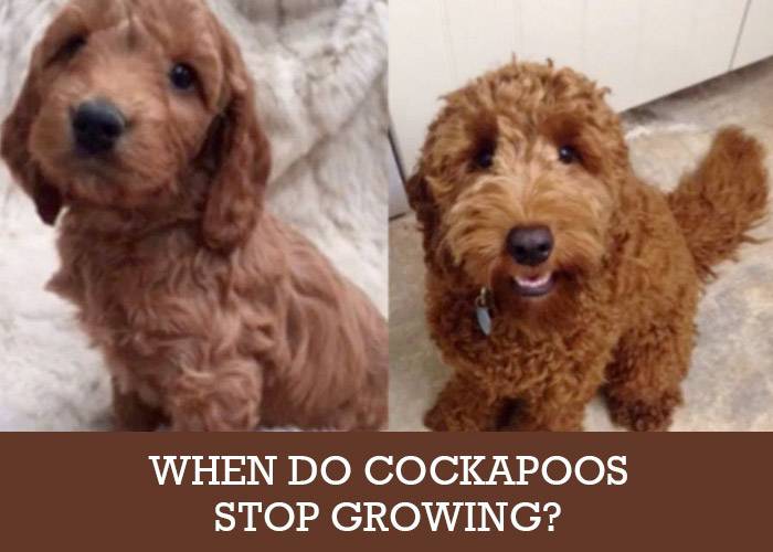 5 month old cockapoo