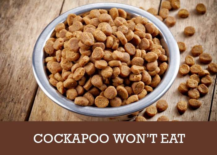 Help! My Cockapoo Won't Eat His Food | Cockapoo HQ