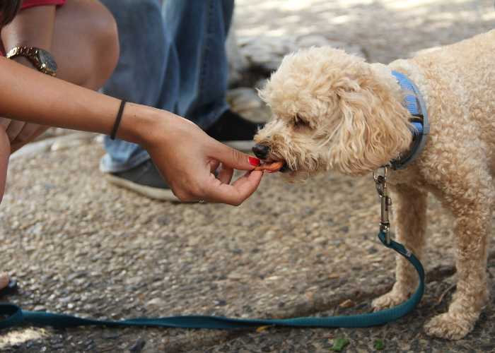 adding-salmon-oil-to-make-your-dog-eat-their-food-cockapoo-hq