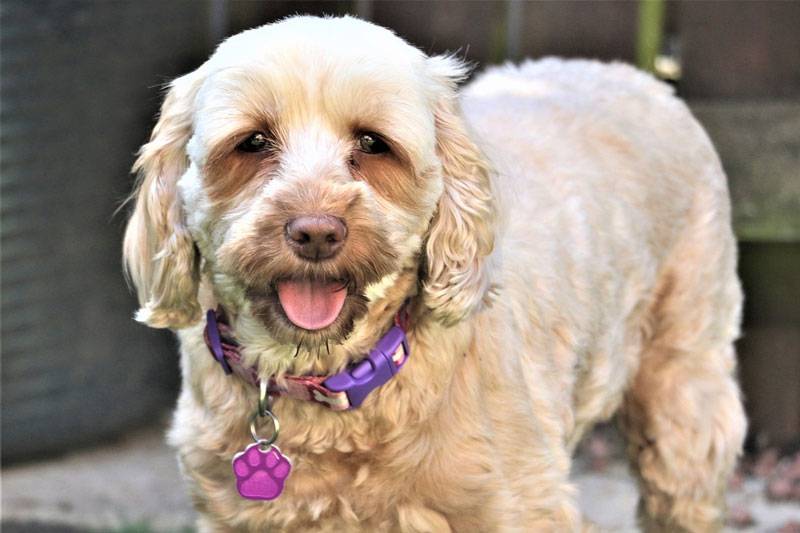 My Cockapoo Sleeps All Day Are They Ok Cockapoo Hq