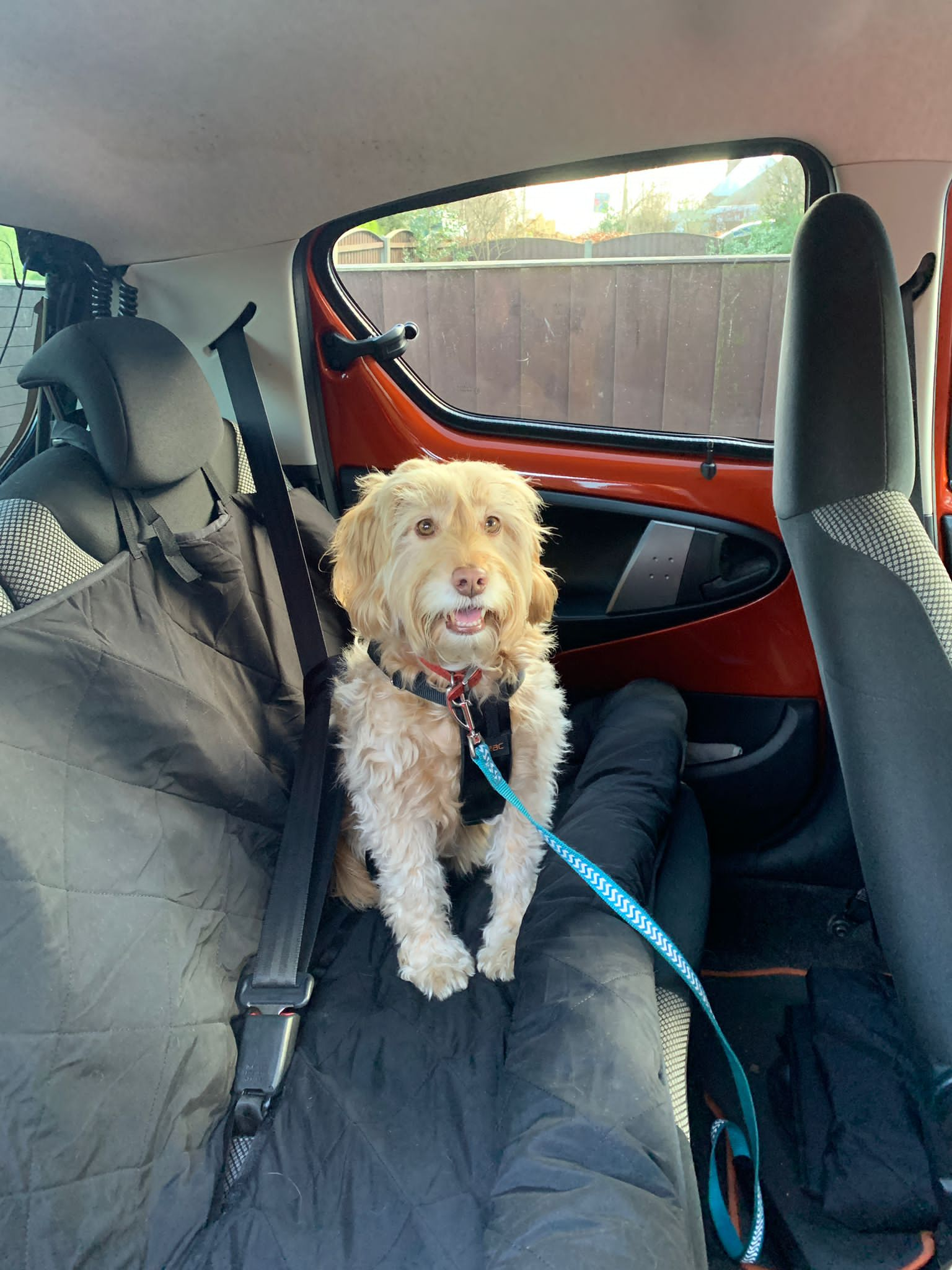 Cockapoo 2025 car seat