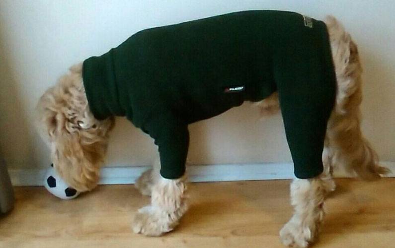 Equafleece Dog Suit For A Cockapoo Cockapoo HQ